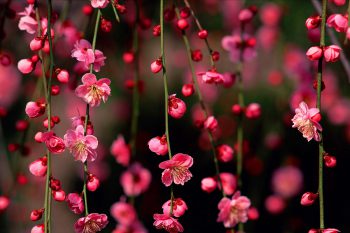 گالری تصاویر طبیعت زیبای ایران